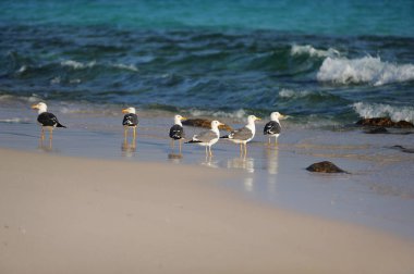 Plaj Sokotra Adası, Yemen oturan martılar.