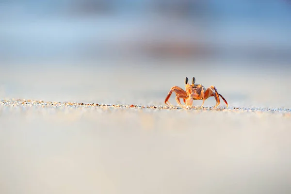 Ghost Rák Beach Socotra Sziget Jemen — Stock Fotó