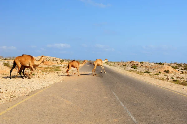 Πολλές Καμήλες Που Τρέχει Πέρα Από Δρόμο — Φωτογραφία Αρχείου