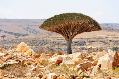 Dragon ağacında Sokotra Adası, Yemen (Dracaena cinnabari). 