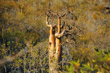 Socotra Adası, Yemen 'deki şişe ağacı..