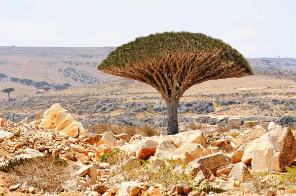 Drachenbaum Dracaena Cinnabari Auf Der Insel Sokotra Jemen — Stockfoto