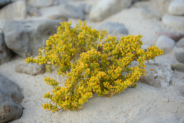 Exotic plant of Socotra island, Yemen.
