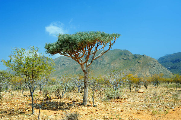  Pictorial landscape of the Socotra island,Yemen.