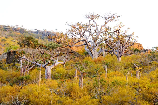 Socotra 예멘의 — 스톡 사진