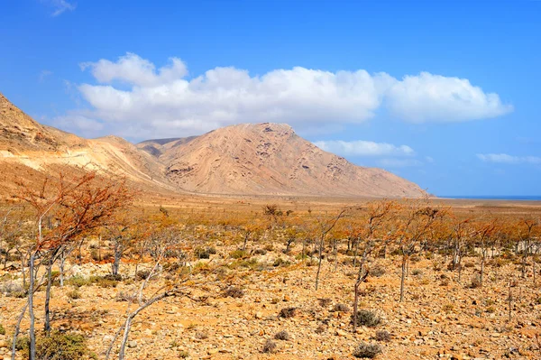 Malowniczy Krajobraz Wyspie Sokotra Jemen — Zdjęcie stockowe