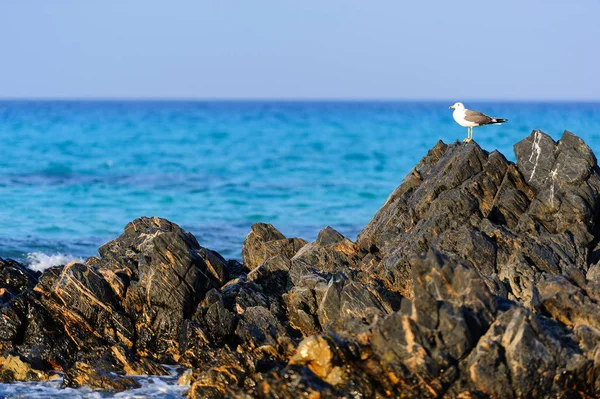 Rochas Costeiras Ilha Socotra Nos Raios Sol Poente Iémen — Fotografia de Stock