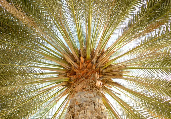 Palm Boom Kroon Tegen Hemel — Stockfoto