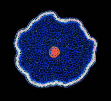 Phalaenopsis Fordy bir bitkinin kesit. Histolojik numune.