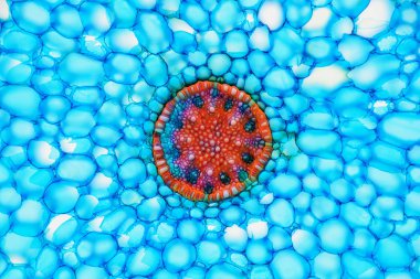 Phalaenopsis Fordy bir bitkinin kesit. Histolojik numune.