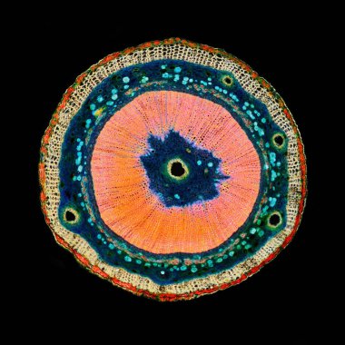 Bir bitkinin Ginkgo biloba kesit. Histolojik numune.