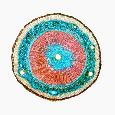 Bir bitkinin Ginkgo biloba kesit. Histolojik numune.