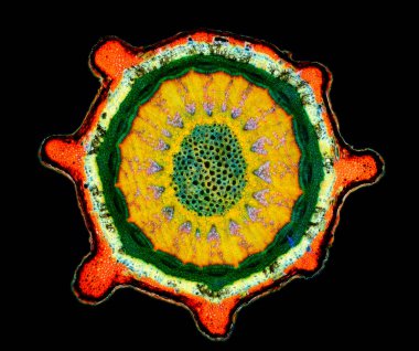 Bir bitkinin Berberis sp. histolojik numune kesit.