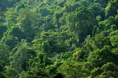 Malezya Pungkor adasının orman.