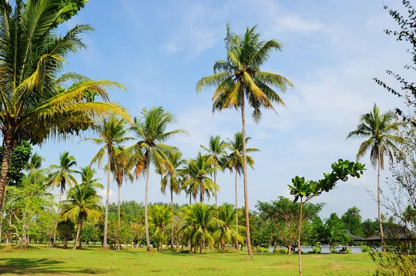 Landschap Met Palmbomen Het Eiland Java Indonesië — Stockfoto