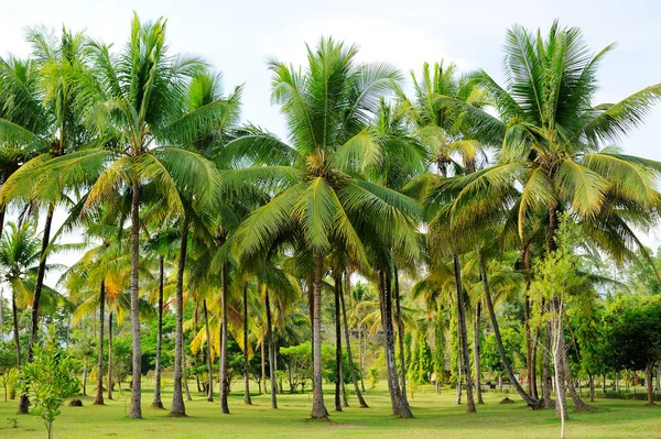 Palmiye Ağaçları Ile Java Adası Endonezya Manzara — Stok fotoğraf