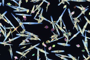 Fotoğraf mikroskop alkol Cucl bir çözümden yetiştirilen kristaller aracılığıyla. Polarize ışık teknolojisi.