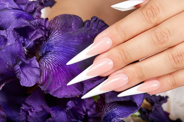 Hand Met Lange Kunstmatige Franse Gemanicuurde Nagels Een Paarse Iris — Stockfoto