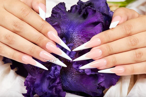 Handen Met Lange Kunstmatige Franse Gemanicuurde Nagels Een Paarse Iris — Stockfoto