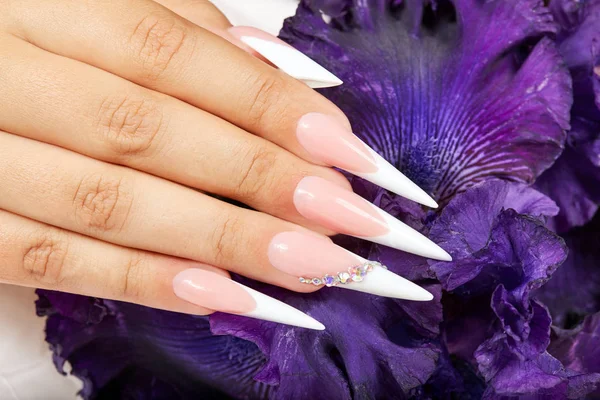 Hand with long artificial french manicured nails and a purple Iris flower
