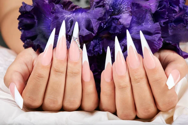 Hands with long artificial french manicured nails and a purple Iris flower