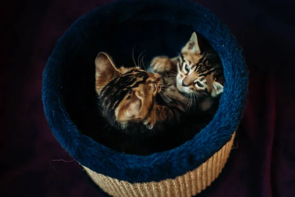 Dois Bonitos Gatinhos Bengala Dourados Ativos Jogar Lutar Fundo Roxo — Fotografia de Stock