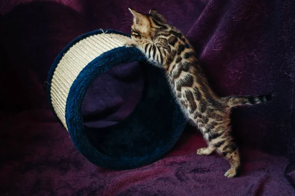 一只活泼的孟加拉猫靠近它的抓挠杆 背靠一块深红色的斑斑 猫玩具 — 图库照片