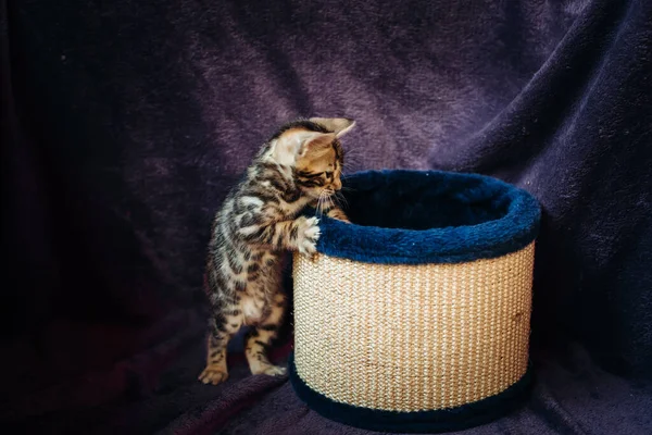 真紅のぬいぐるみを背景に 引っ掻いているポストの近くで面白いベンガル子猫 猫のためのおもちゃ — ストック写真