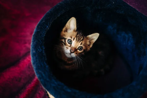 장난기가 고양이는 기둥의 꼭대기에서 고양이를 Crimson Plaid Toy 배경에 카메라를 — 스톡 사진