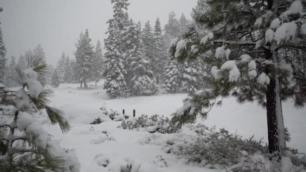 Las Nevadas Cierran Sobre Fondo Abetos Cubiertos Nieve Captura Fija — Vídeos de Stock