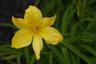 Yeşil yaprakları bulanık bir arka planda sarı zambak çiçek yakın çekim.