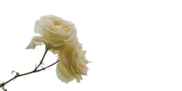 Una Rama Con Dos Rosas Amarillas Claras Sobre Fondo Blanco — Foto de Stock