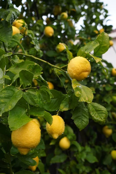 Lemon fruits with drops of rain weigh on a branch. Ripe lemons hanging on a tree. Fresh fruit in natural conditions. Vertical photo.