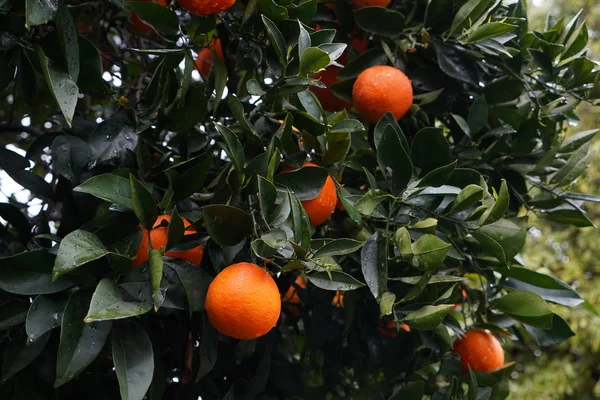 Orange fruits with drops of rain weigh on a branch. Ripe oranges hanging on a tree. Fresh fruit in natural conditions. Photo closeup.