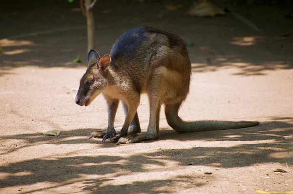 Wallaby Profil Apparence Type Asiatique Dans Jardin — Photo