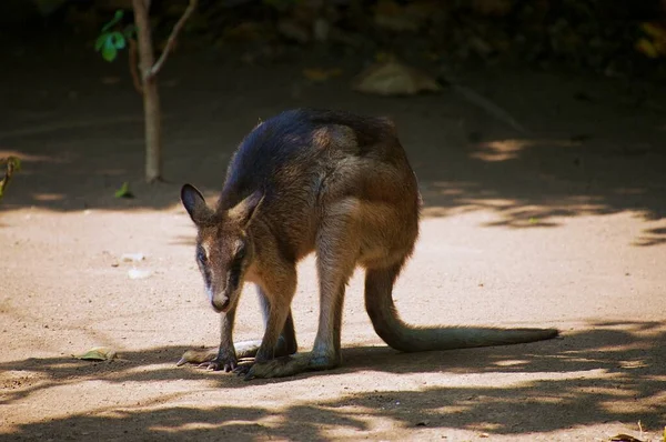 Wallaby Θεάσεις Των Ζώων Από Την Ασία Στον Κήπο — Φωτογραφία Αρχείου