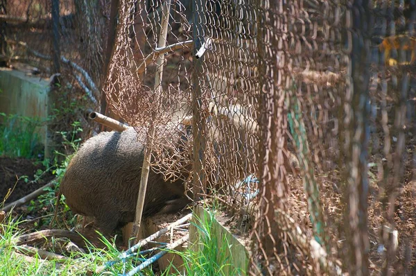 Wild Boar Broke Fence — Stock Photo, Image