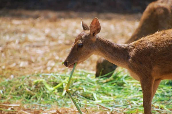 a medium deer is eating in the field