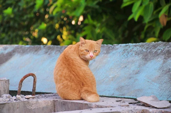 这只橙色的猫坐在长椅上回头看 — 图库照片