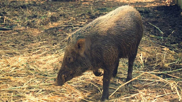 Wild Zwijn Waarnemingen Het Wild — Stockfoto