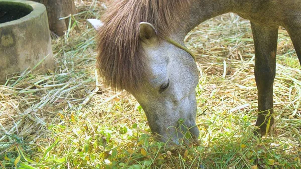 Cavalos Brancos Ásia Estão Comendo Grama — Fotografia de Stock