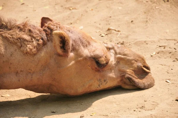 Cammelli Che Addormentano Nei Calanchi Durante Giorno — Foto Stock