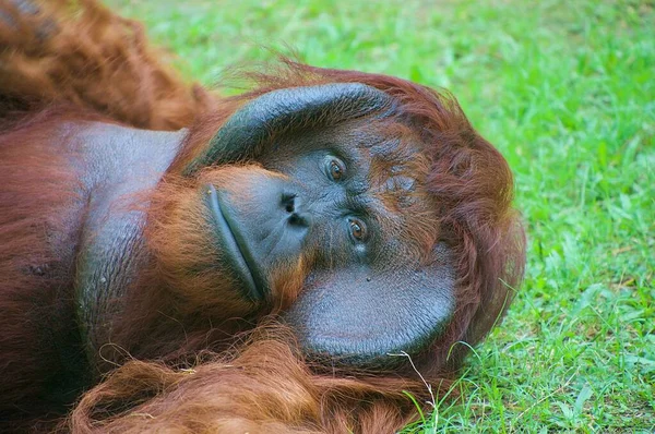 Orangutani Kteří Jsou Velmi Staří Smutně Zírají — Stock fotografie