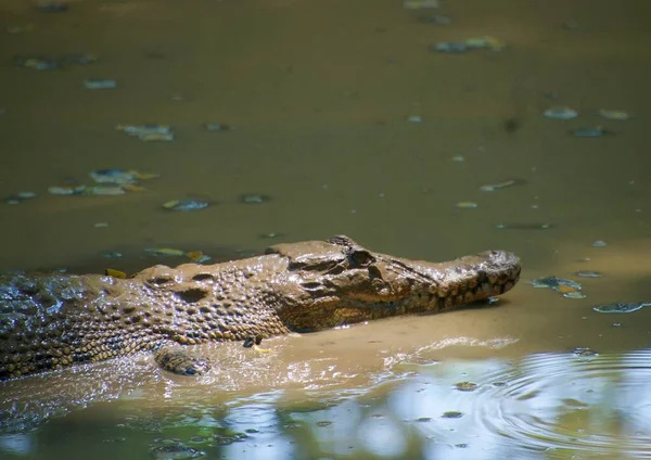沼泽地里的鳄鱼在白天休息 — 图库照片