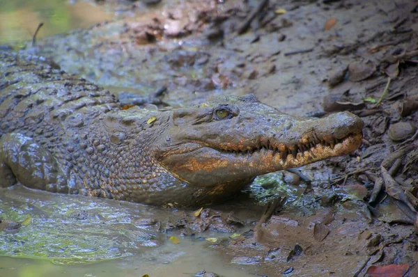 Krokodilok Észlelése Ázsiai Mocsárban — Stock Fotó
