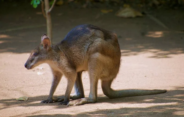 Wallaby Visto Jardim — Fotografia de Stock