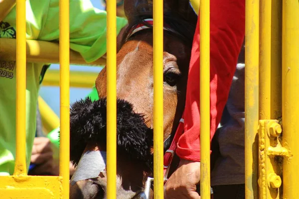 Cavalli Corsa Pronti Correre Cancello Della Porta — Foto Stock