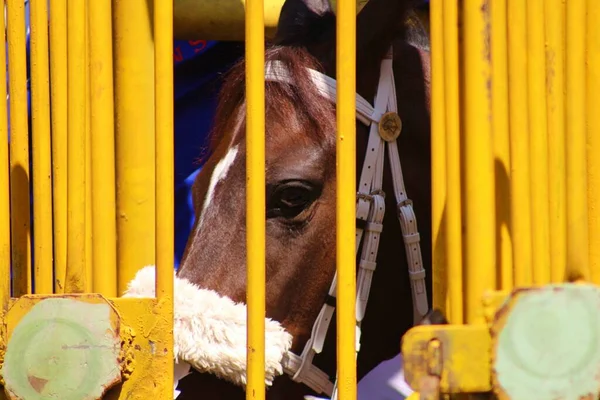 Cavalos Corrida Prontos Para Correr Portão Porta — Fotografia de Stock