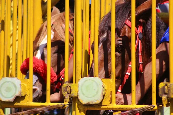 Cavalos Corrida Prontos Para Correr Portão Porta — Fotografia de Stock