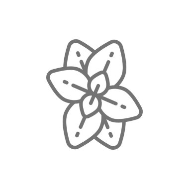 Kekik, nane, fesleğen çizgi simgesi.